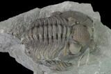 Bargain Eldredgeops Trilobite Fossils - Silica Shale #137267-2